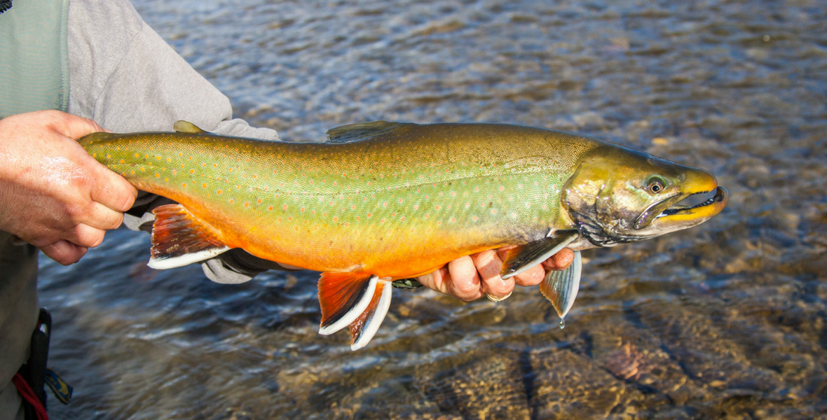 dolly varden / arctic char