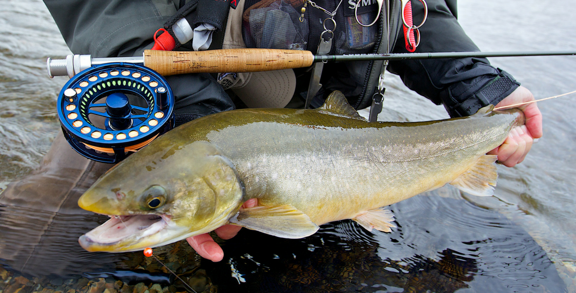 dolly varden / arctic char