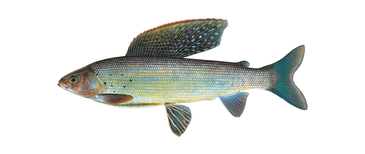 Arctic Grayling Dry Fly Fishing at Alaska's Rainbow King Lodge