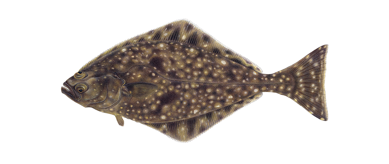 Pacific Halibut Fishing at Alaska's Rainbow King Lodge