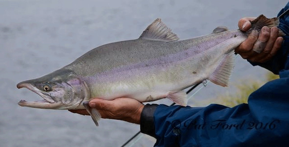 Pink Salmon Fishing Trips in Alaska at Rainbow King Lodge