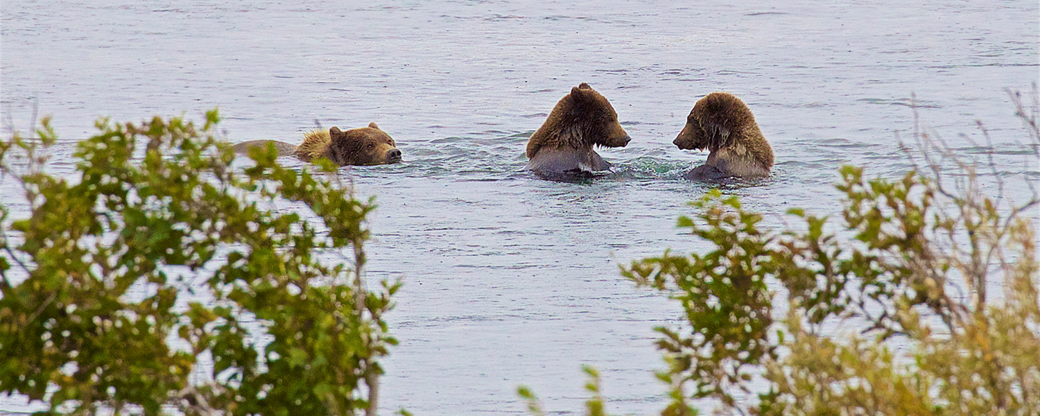 Alaska Fishing Lodge Story Ideas Rainbow King Lodge