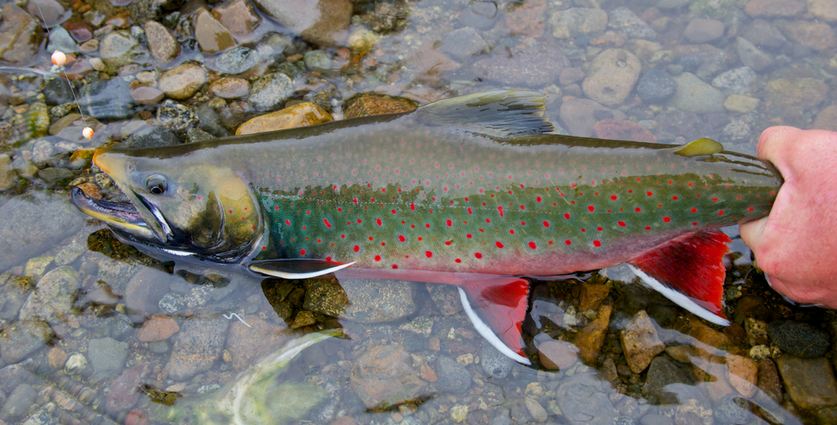 Dolly Varden Fishing At Rainbow King 