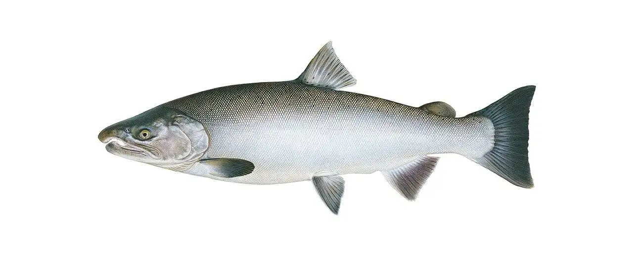 Coho Salmon Fishing In Alaska