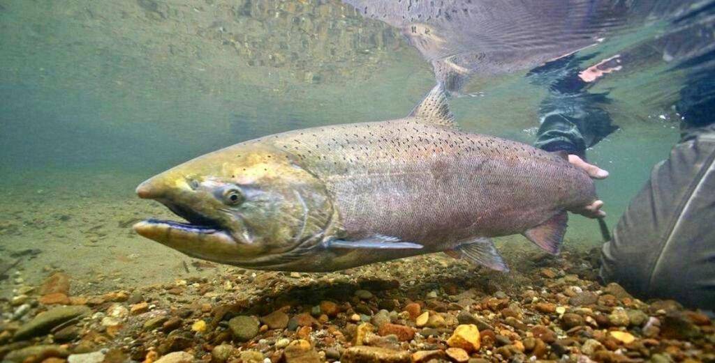 King Salmon Fishing - Rainbow King Lodge Alaska