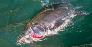 Coho Salmon Fishing In Alaska