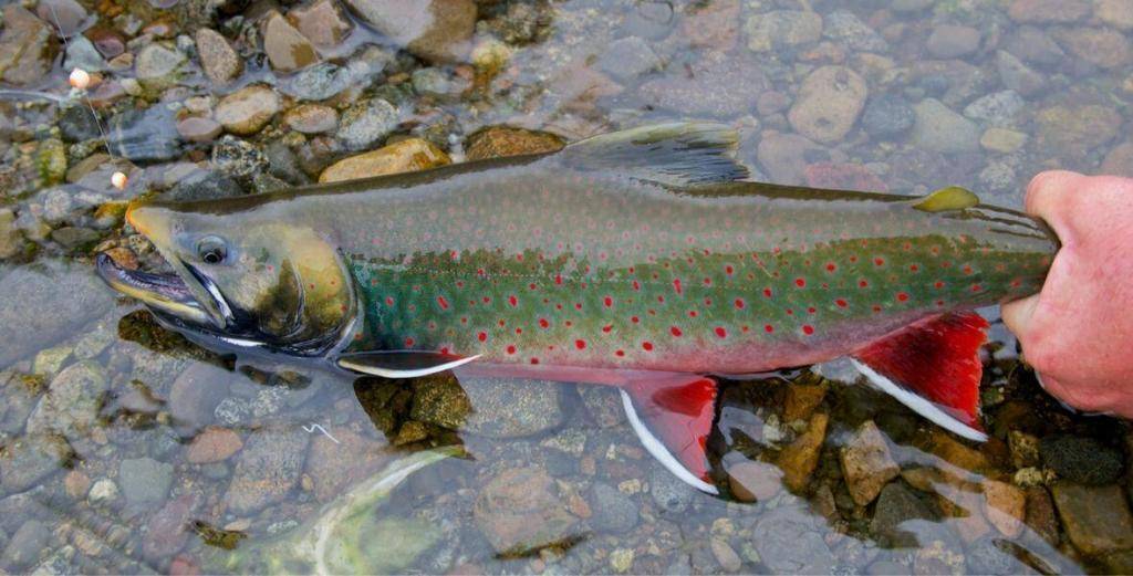 Dolly Varden Char - Rainbow King Lodge