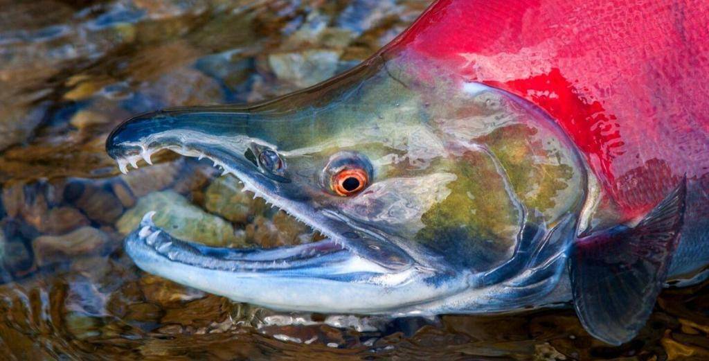 The Best Alaska Sockeye Salmon Fishing - Rainbow King Lodge