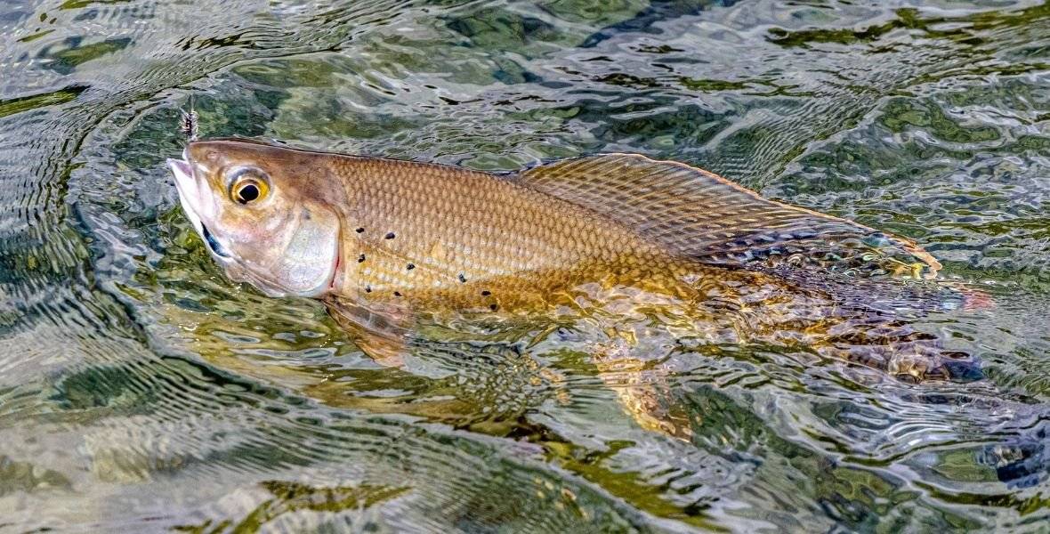 Arctic Grayling Fly Fishing Rainbow King Lodge Alaska