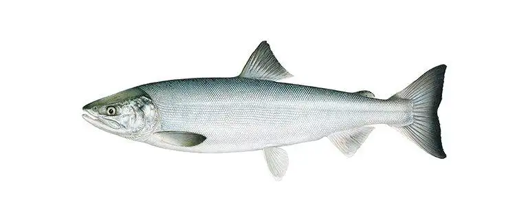 Alaska Chum Salmon